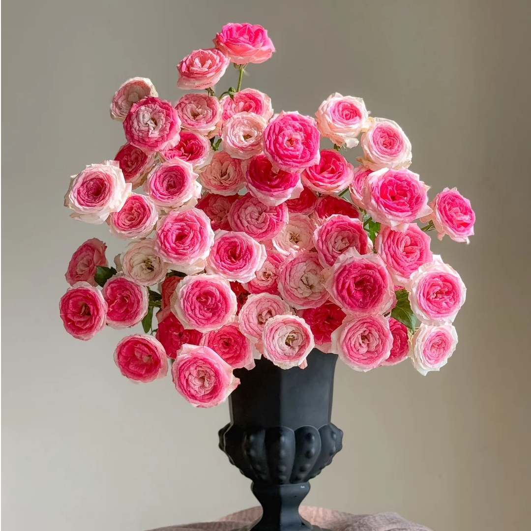 【午夜魔法】多头玫瑰（全场同一地址两单顺丰冷链包邮噢~）