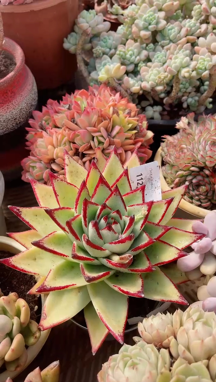 【闪购商品】11219