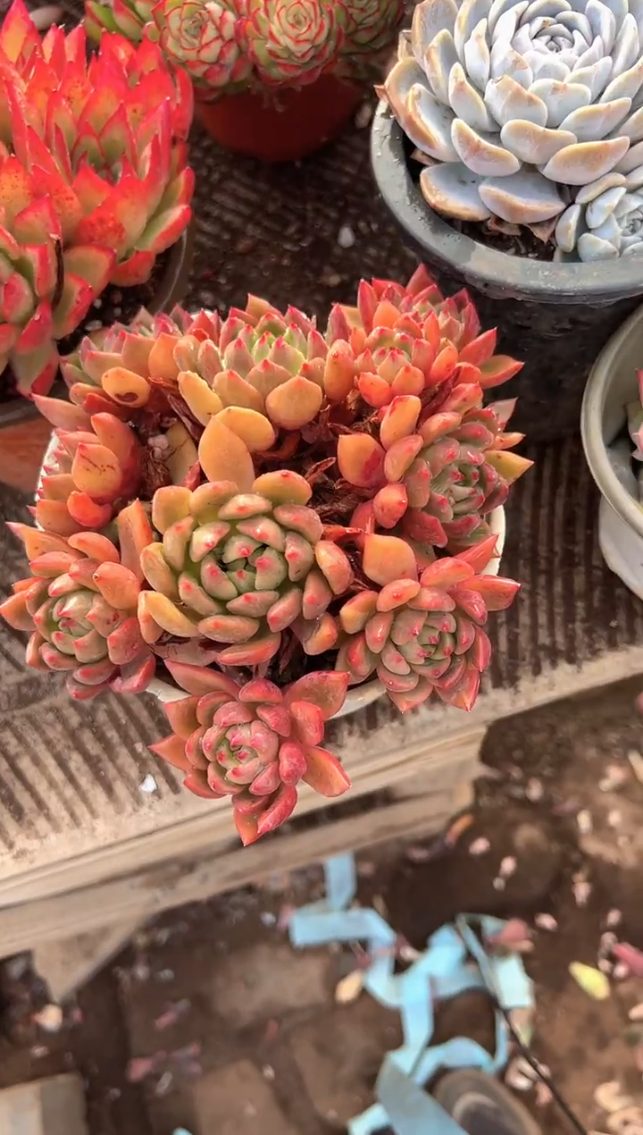 提**苏多肉植物一物一拍04273