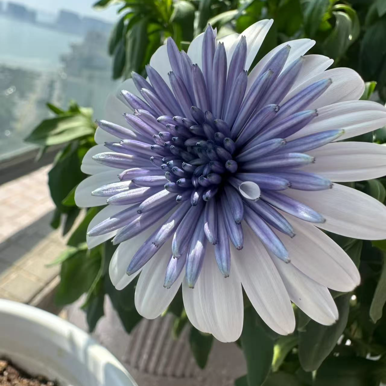 蓝目菊【天青烟雨】盆栽多年生花卉花期长花量大易养适合阳台庭院
