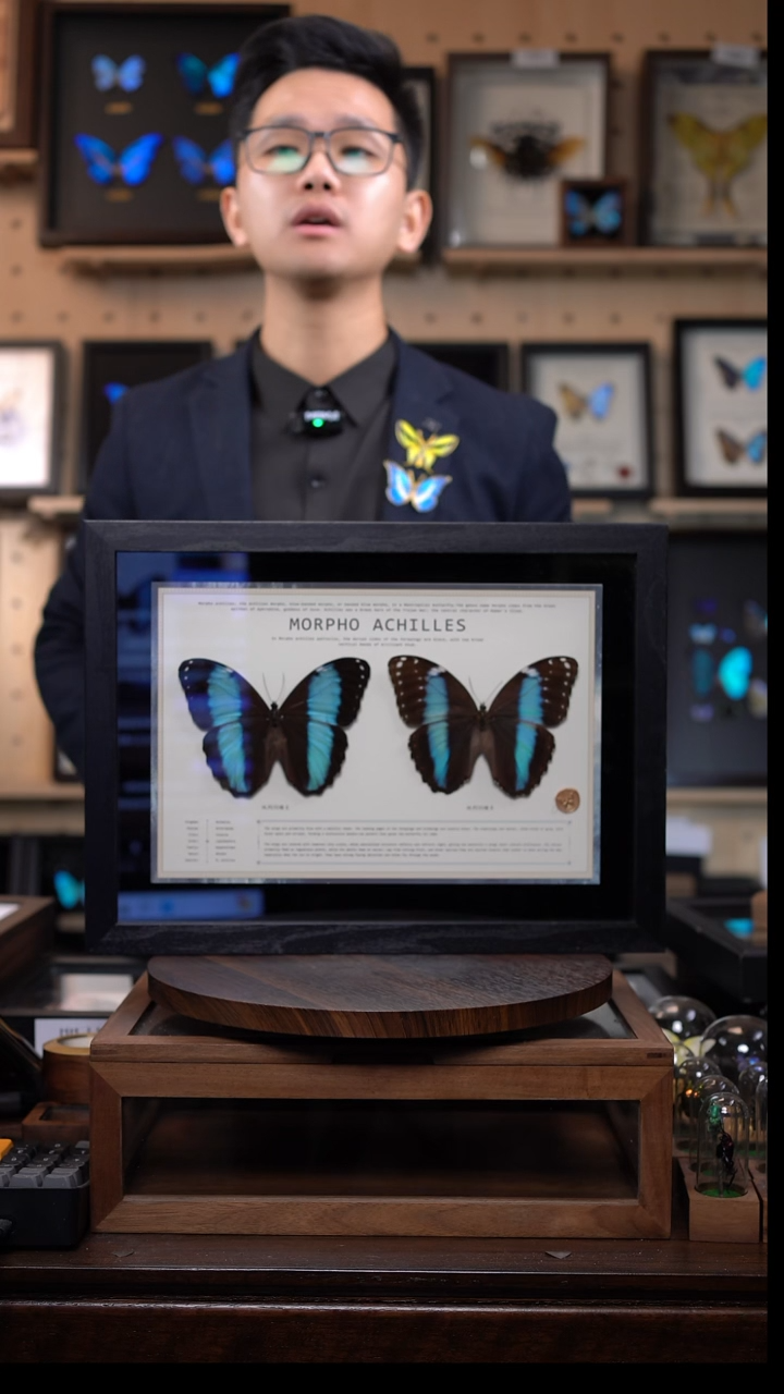 蝴蝶标本摆件竞拍双列雌雄组合d348