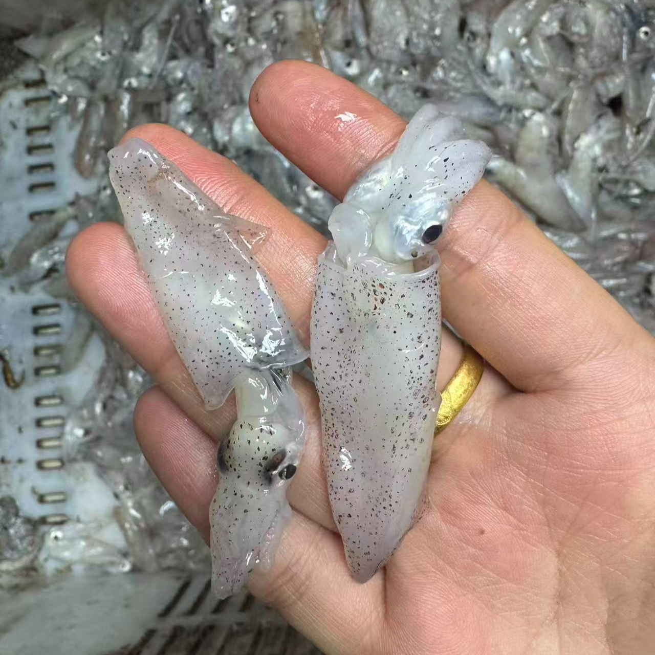 烟台4斤小笔管鱼（介意个小勿拍）顺丰速冻发货 