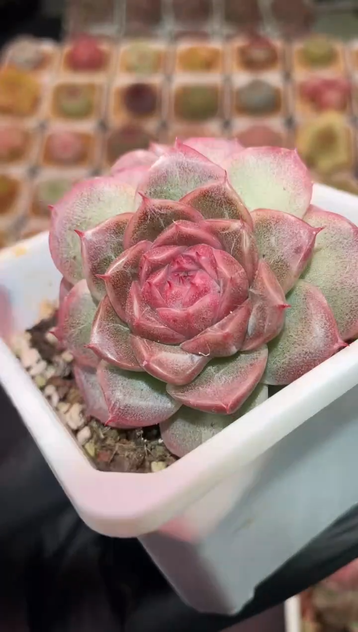 闪购171 紫翡群多肉一颗  