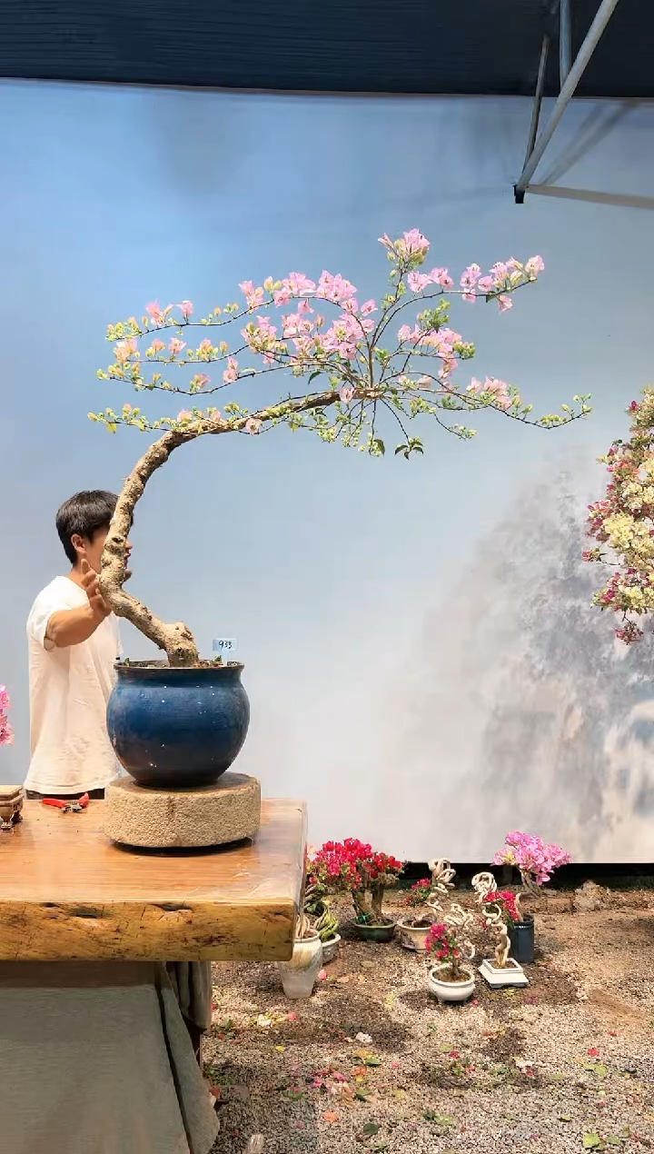 三角梅专场一物一拍33
