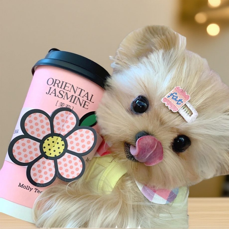 【九品】专属萌宠纯奶油金约克夏超小体茶杯幼犬金约宠物狗