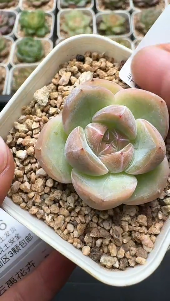 455F云禹多肉植物 默认脱土纸巾打包 3颗包邮