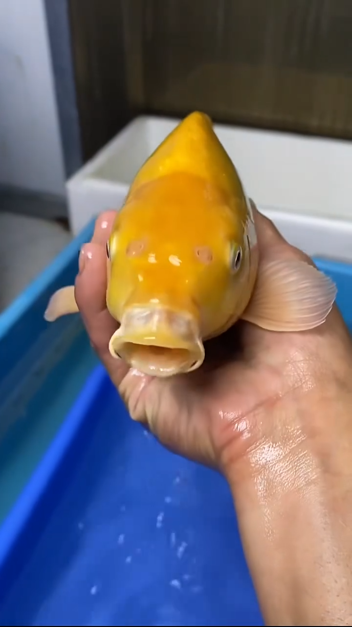 锦鲤芥子36顺丰到付