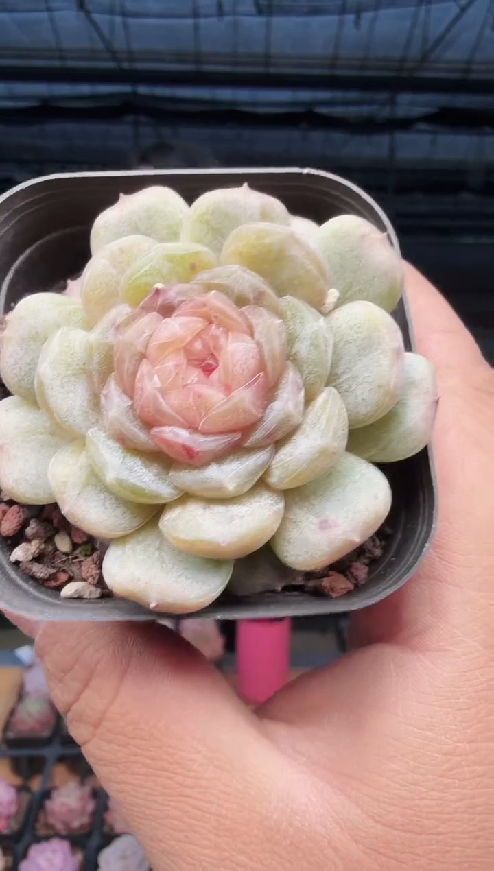 东云多肉园新款-577