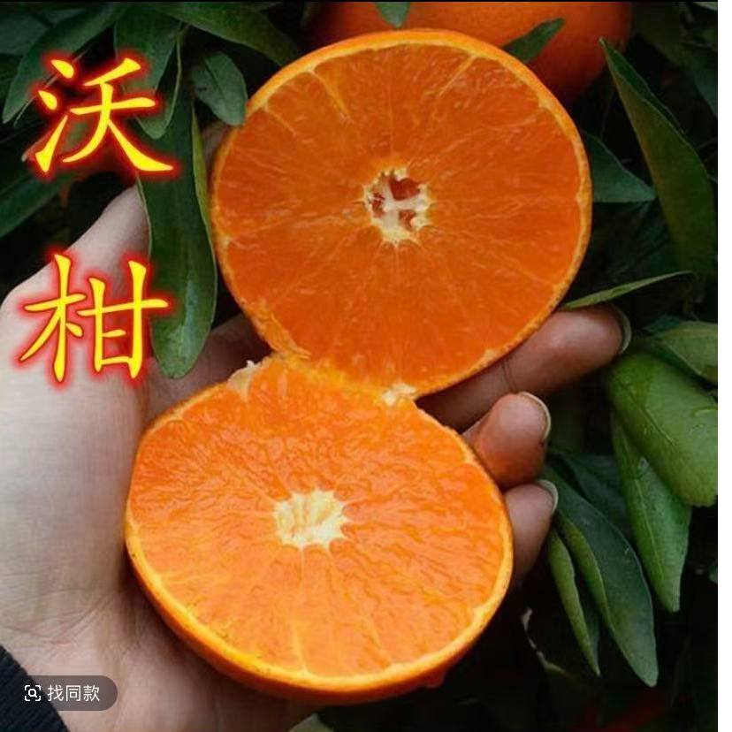 正宗沃柑树苗庭院盆栽均可种植