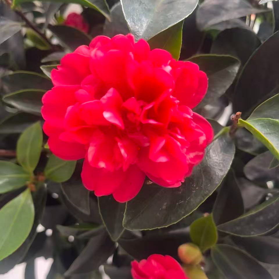 S级加大加高80cm - 100cm红色茶花树苗盆栽花卉耐寒好养适合室内