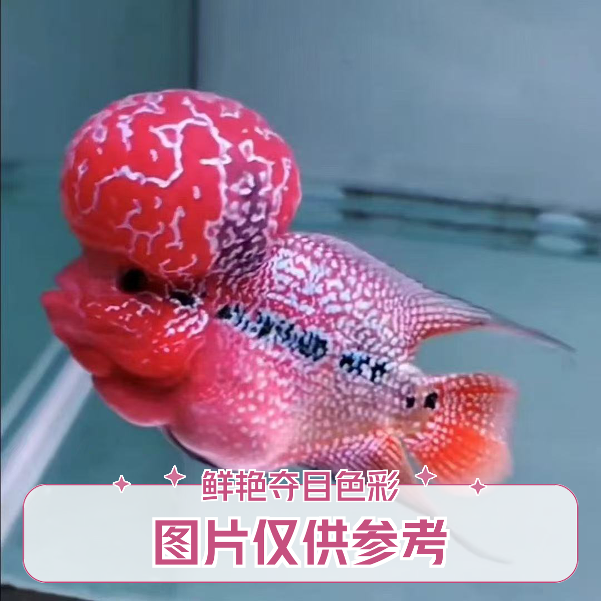 鸿运当头罗汉鱼活体热带观赏鱼好养耐活淡水鱼渔场一手货源