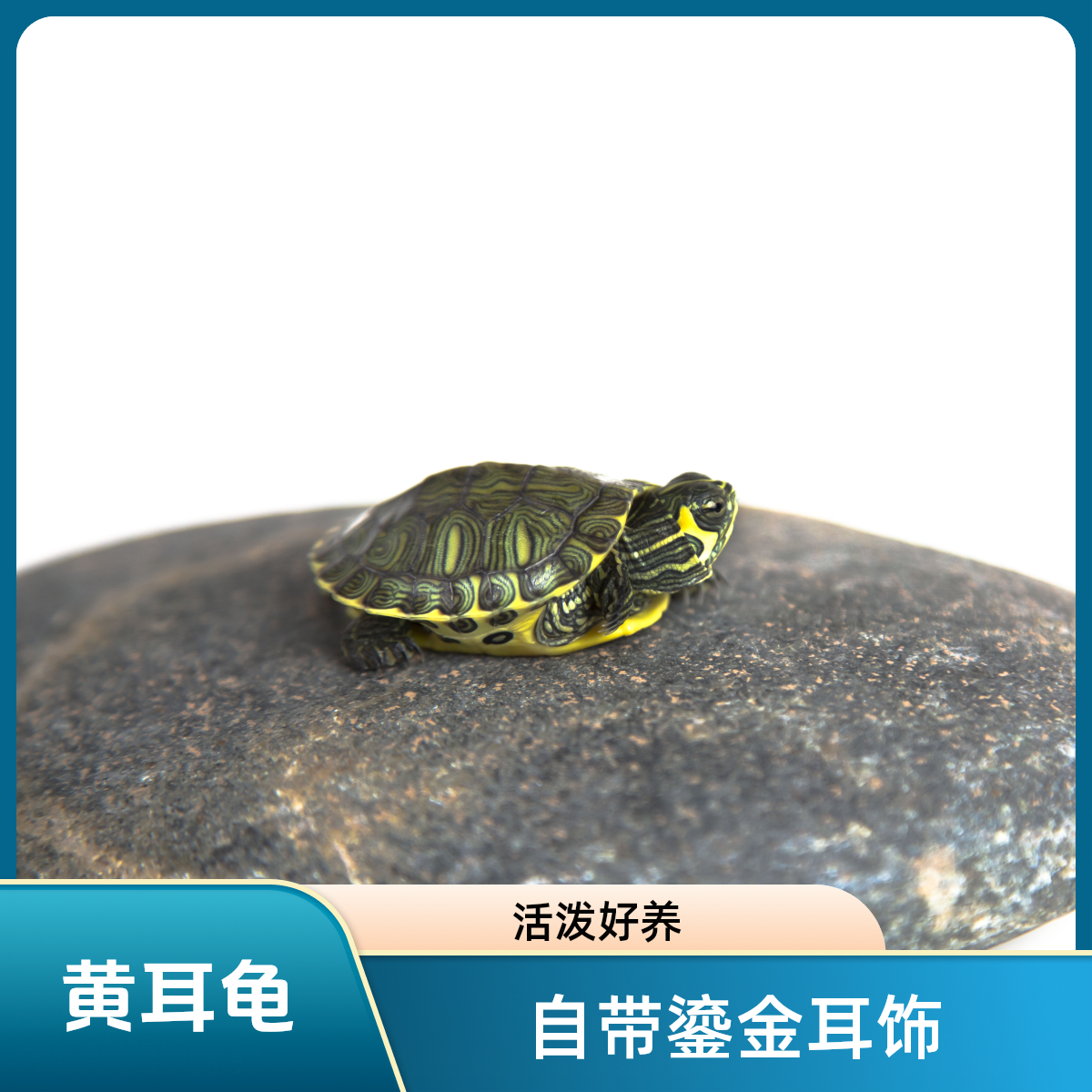 黄耳龟 自带“金耳坠”的水中萌物【躺平龟】