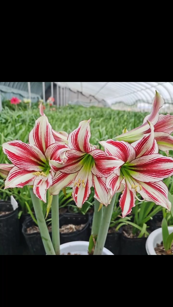 朱顶红青鸾4厘米