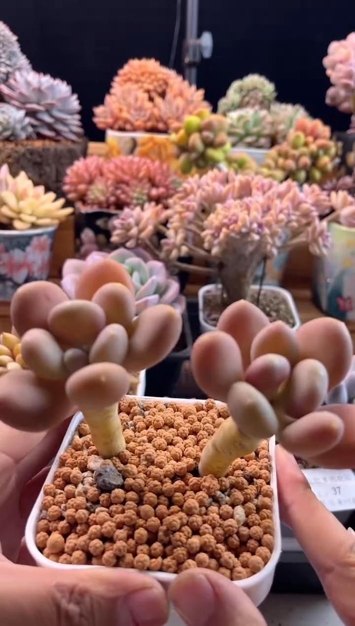 【闪购商品】2.4-38芒果奶