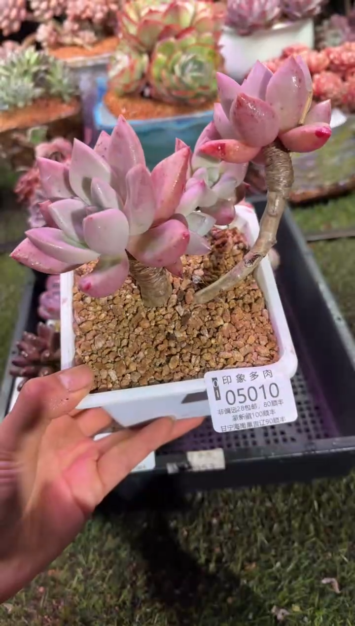 【闪购商品】05010