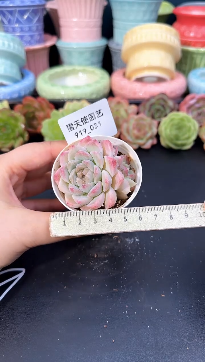 919-031青山（冠幅5cm）