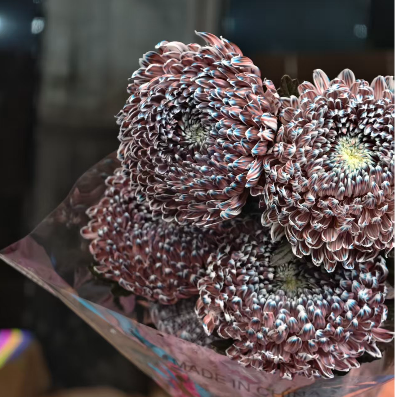 A级稀有青花瓷牡丹菊5支