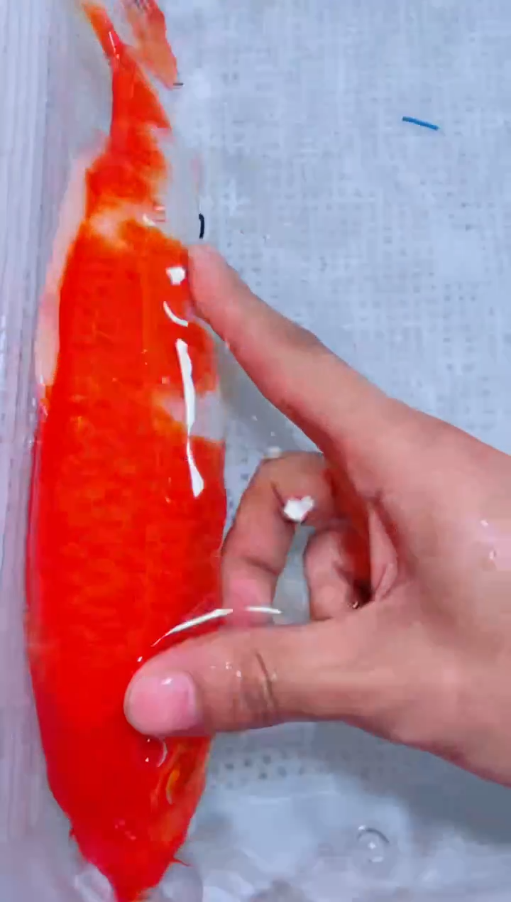 锦鲤血统锦鲤全场包邮9