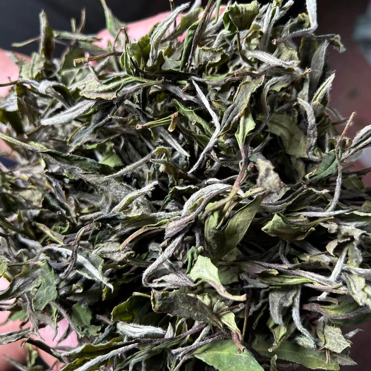 二系牡丹（华一）2025年传统工艺大白牡丹