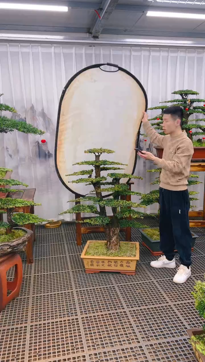 【闪购商品】紫砂精品盆景直播间一物一拍