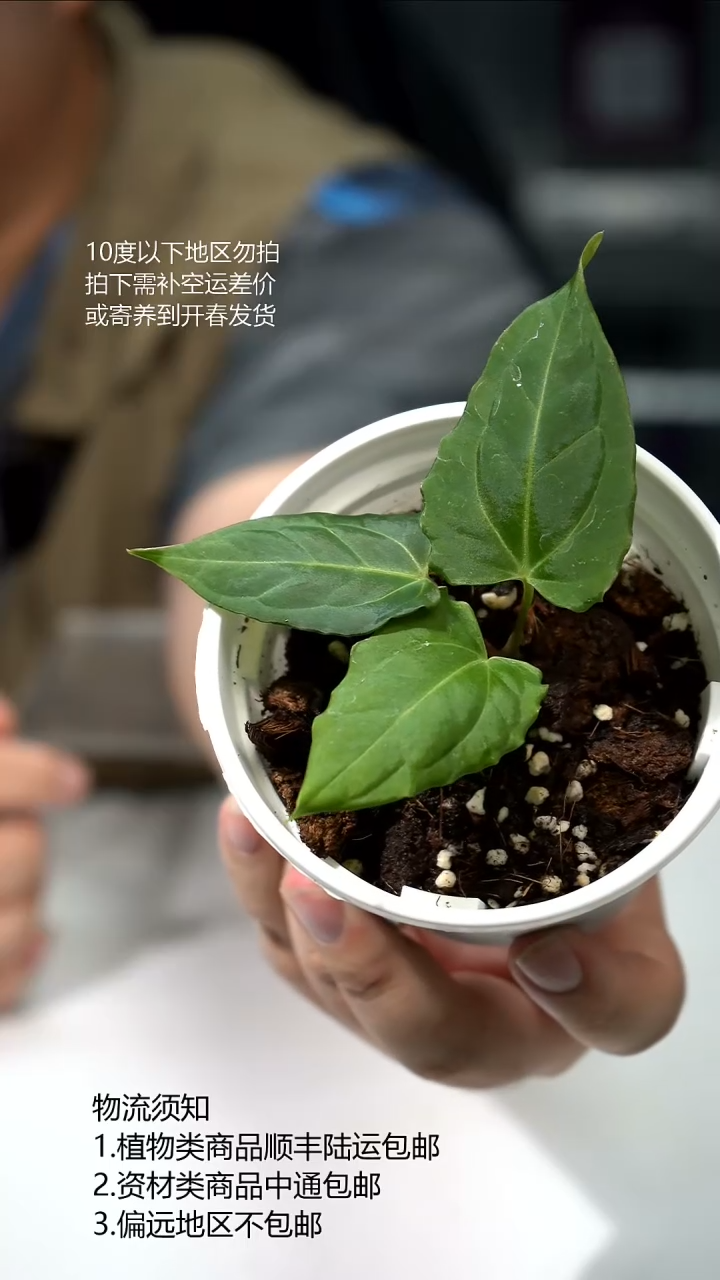 完全开放Getafix*传奇