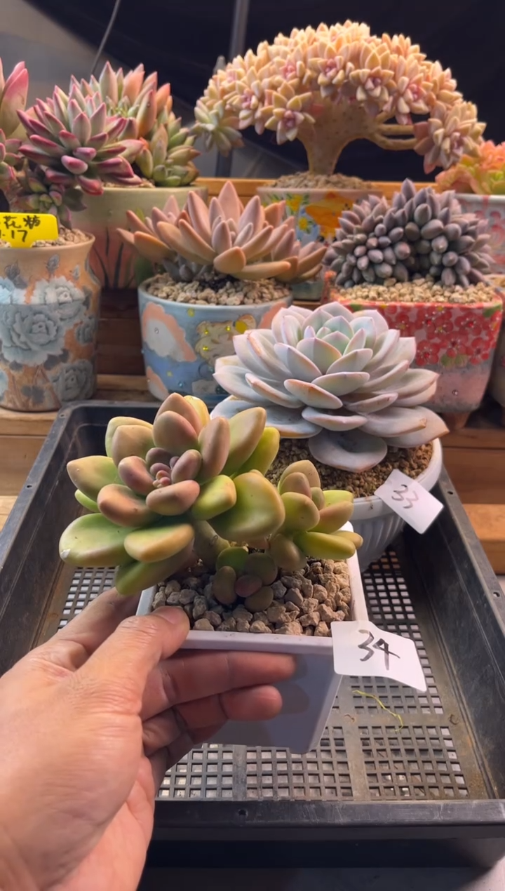 11.17-34芒果奶111111111111