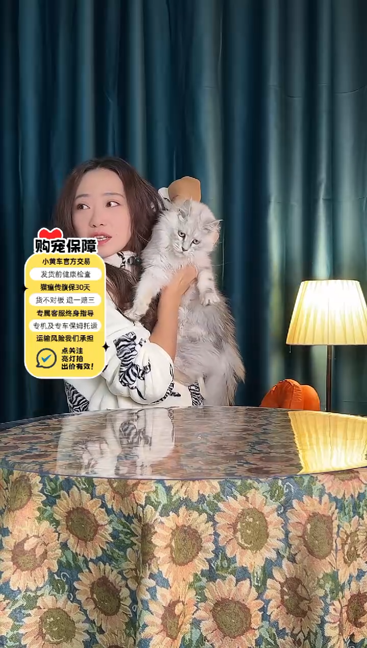 缅因浅银虎斑缅因妹妹