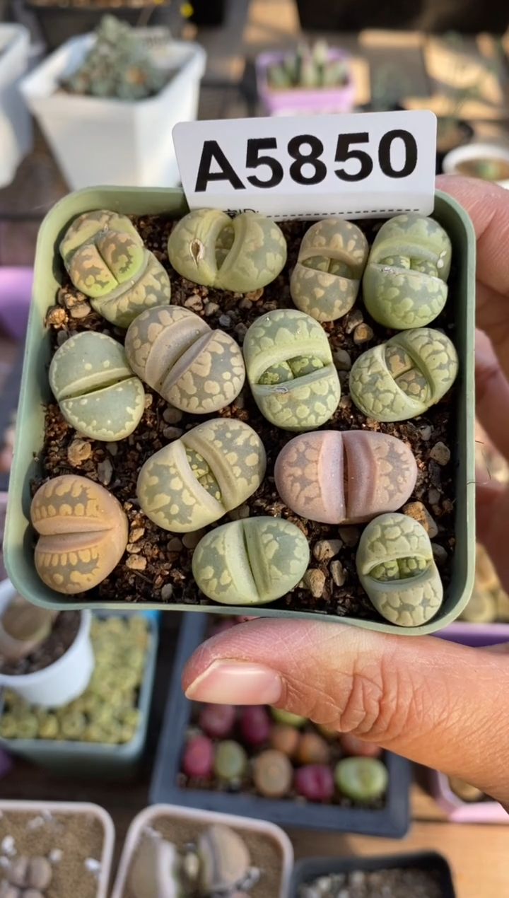 【闪购商品】5850直播一物一拍