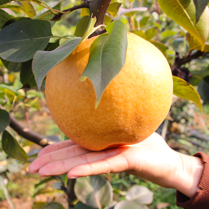 嫁接梨树苗翠冠梨树丰水梨白酥梨树苖秋月梨地栽盆栽晚秋梨果树苗