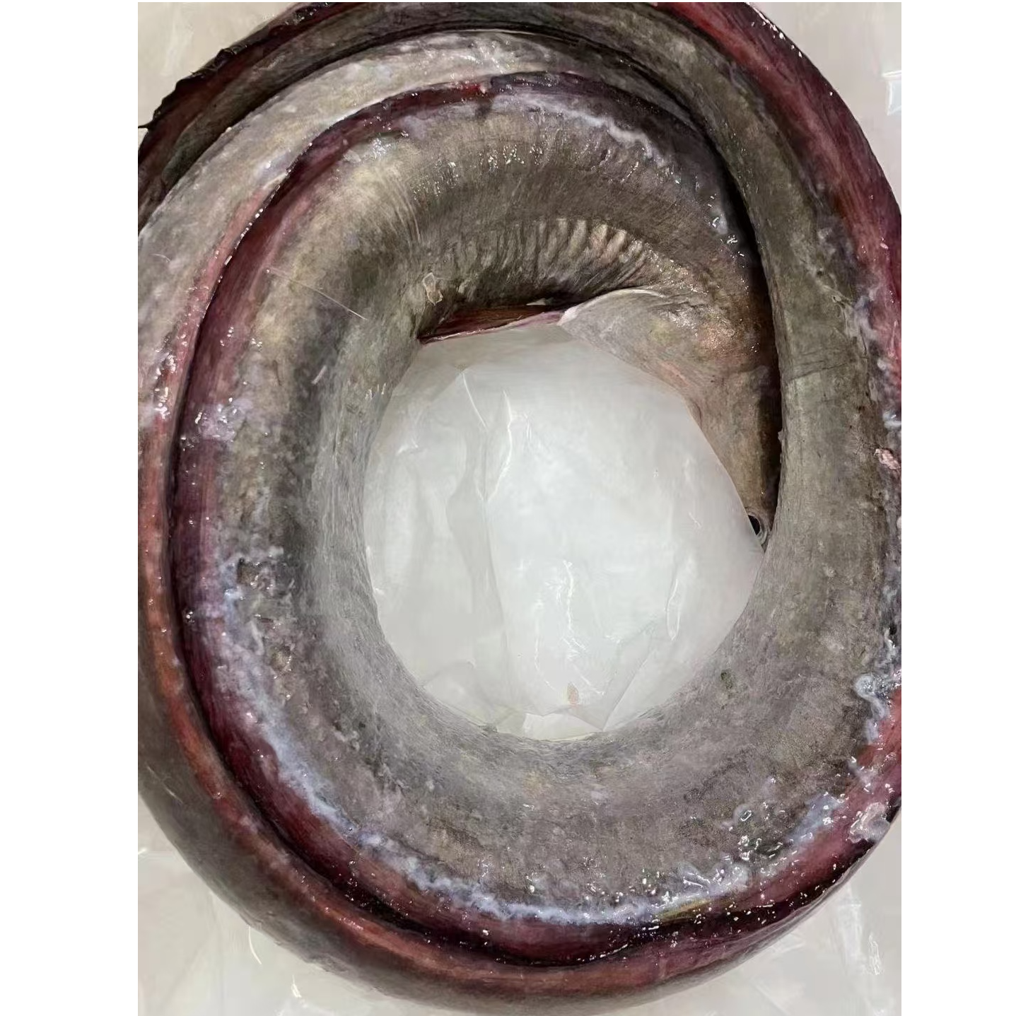 【弘久优选】老广认证鲜！当捞麻鱼 冬至前后最肥美 熬汤煮粥鲜掉眉