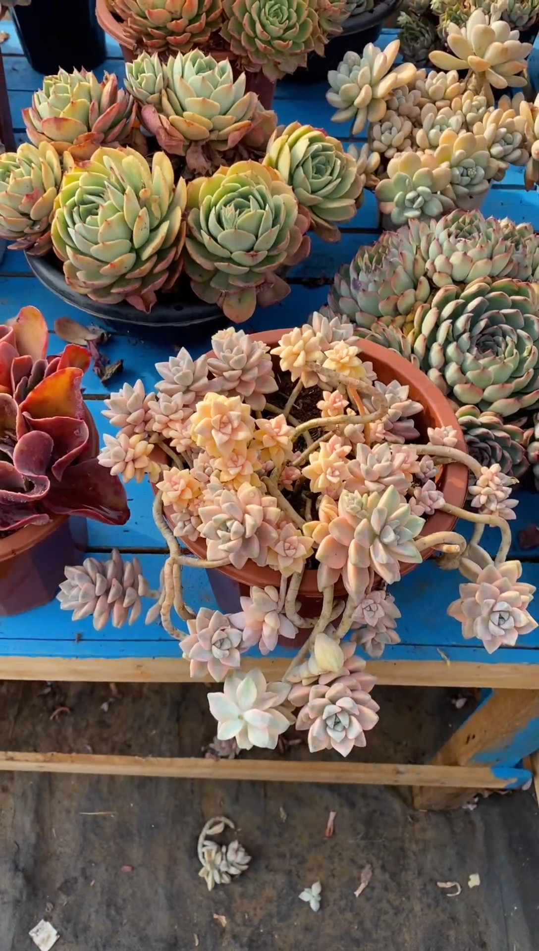 【闪购商品】0342花斑露