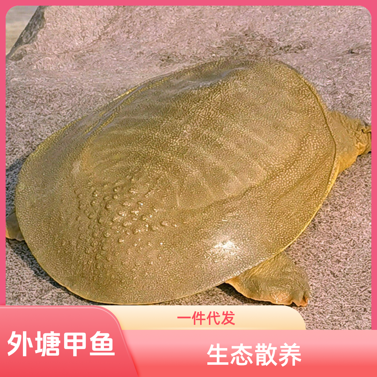 【直播间】精品外塘散养生态甲鱼 一物一拍 