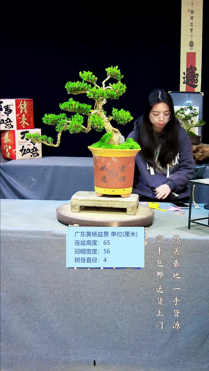 【闪购商品】黄杨盆景黄杨盆景