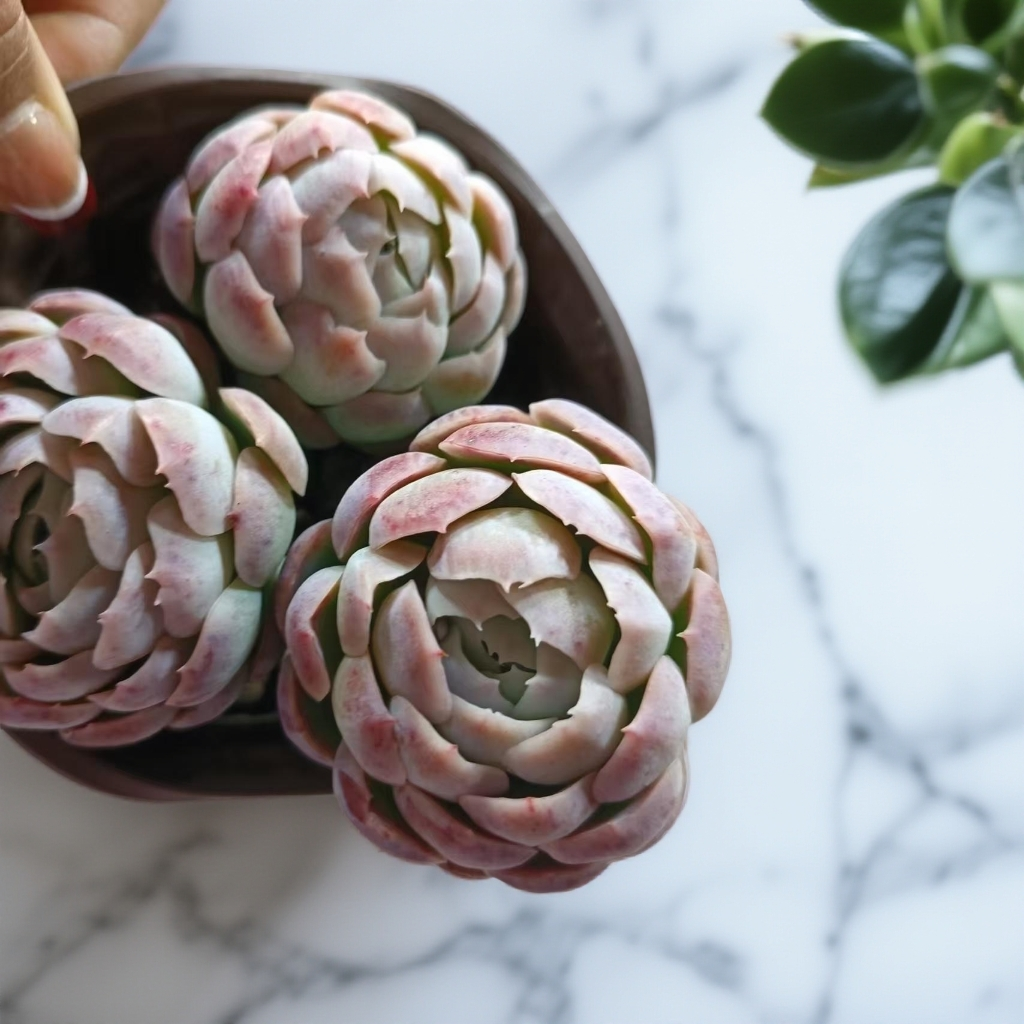 贝瑞(拼满15元包邮)室内盆栽 净化绿植盆栽大棚多肉