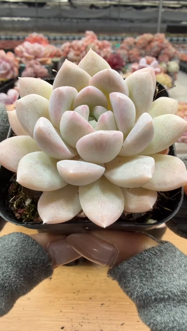 东云多肉园二店-15