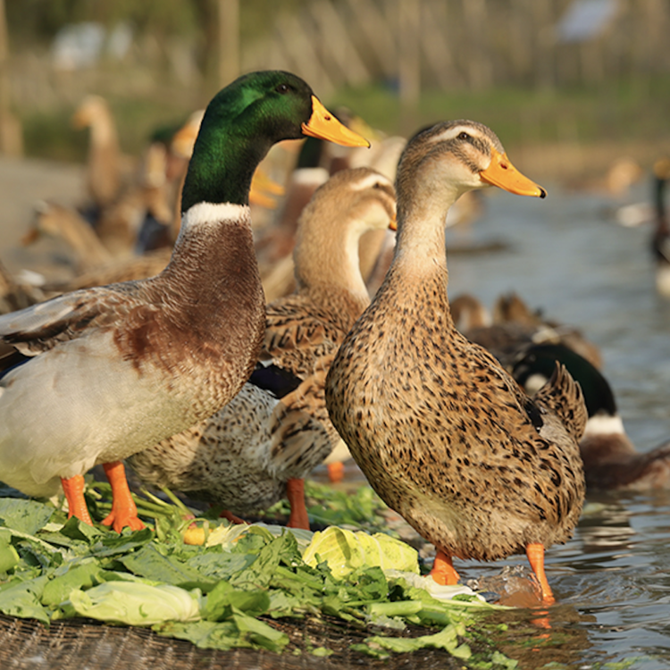 10支+2个路损的农村散养麻 鸭麻 鸭肉顺丰福建发货