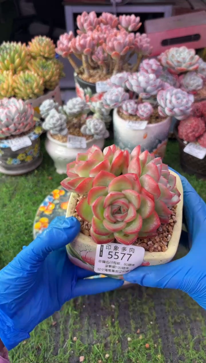 昆明印象多肉5577