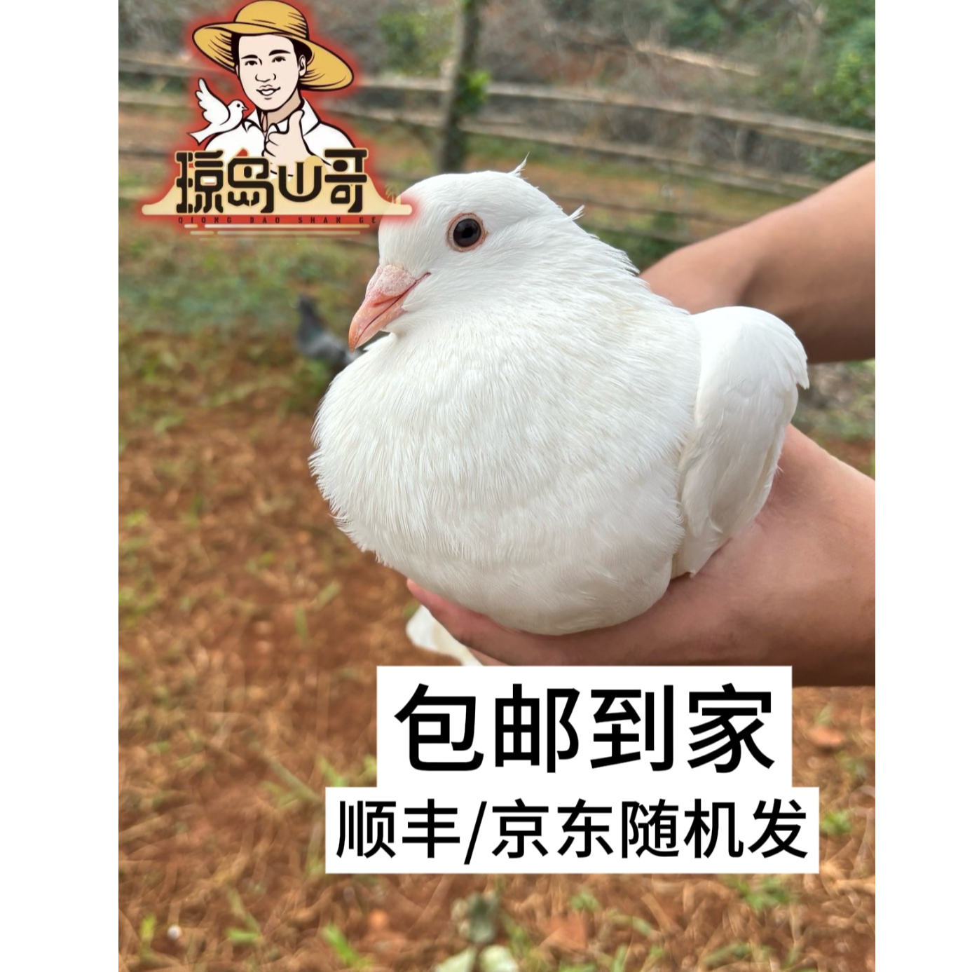 【宰好4只装】单只300g农家散养五谷喂养乳鸽当天现宰现发1250g以上
