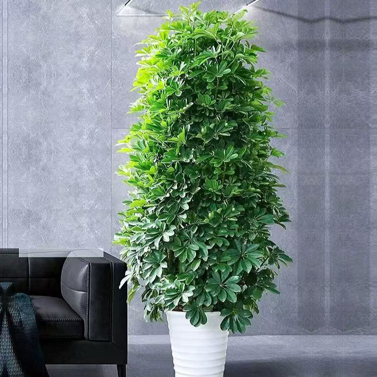 【1.1-1.3米】八方来财好养耐寒耐旱吸甲醛净化空气盆栽花卉