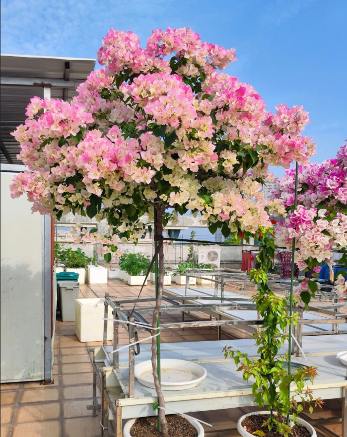 【三角梅修剪发货不售后】盆栽带花四季开花耐热耐寒老桩阳台室内外