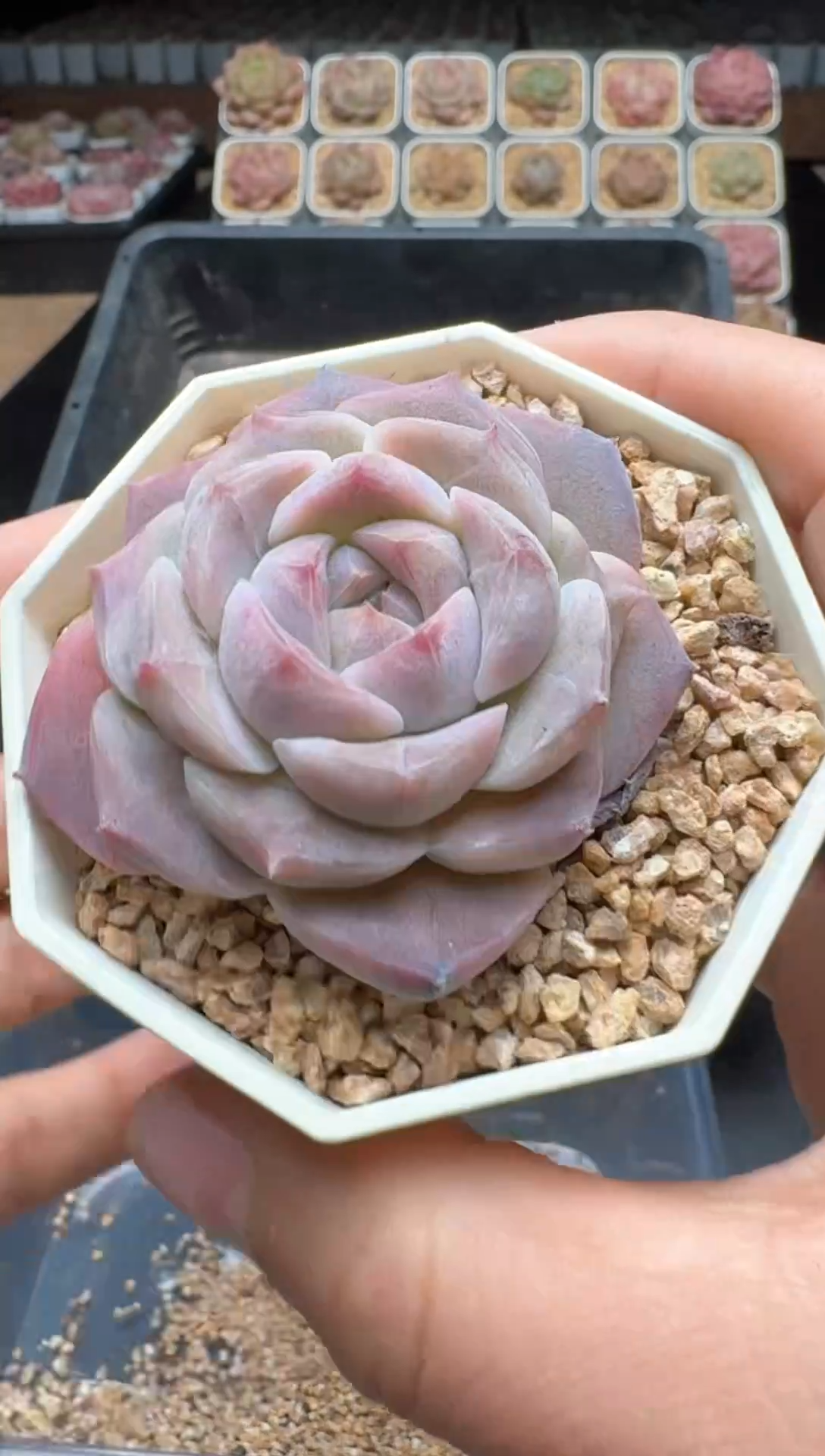 【闪购商品】218号 珍妮杂交多肉 花卉植物