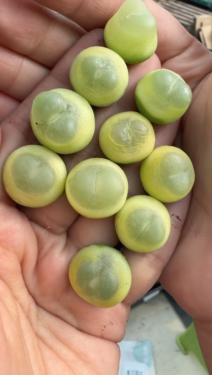 129多肉植物肉锥桃尻娘拉登一颗