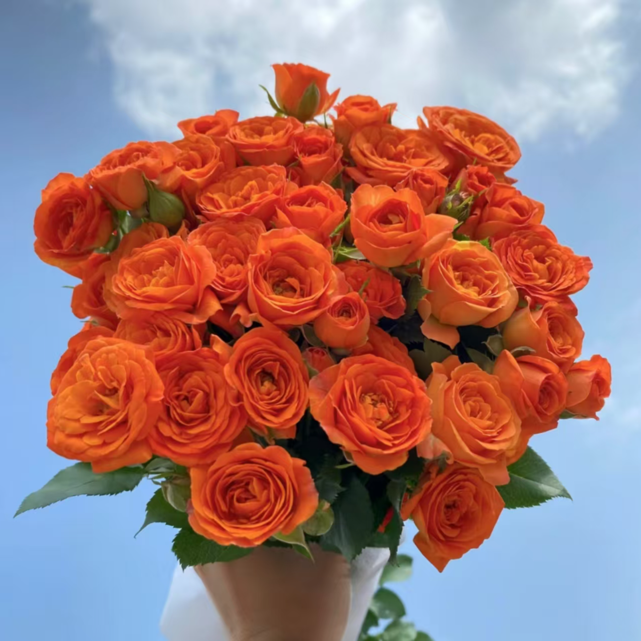【云想】橙色芭比多头玫瑰