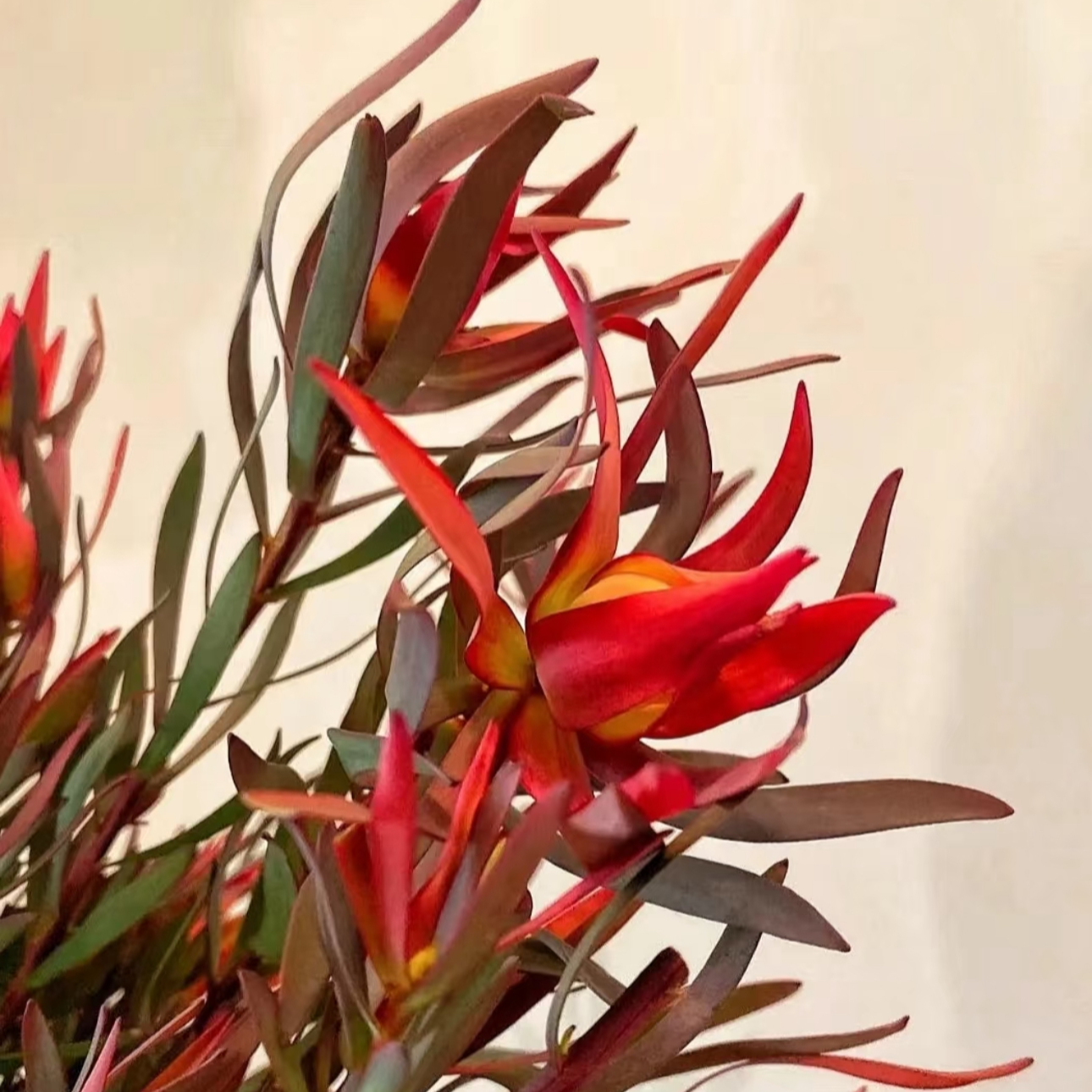 优选A级火焰细叶木百合多头木百合南非鲜花可做干花家庭插花水养
