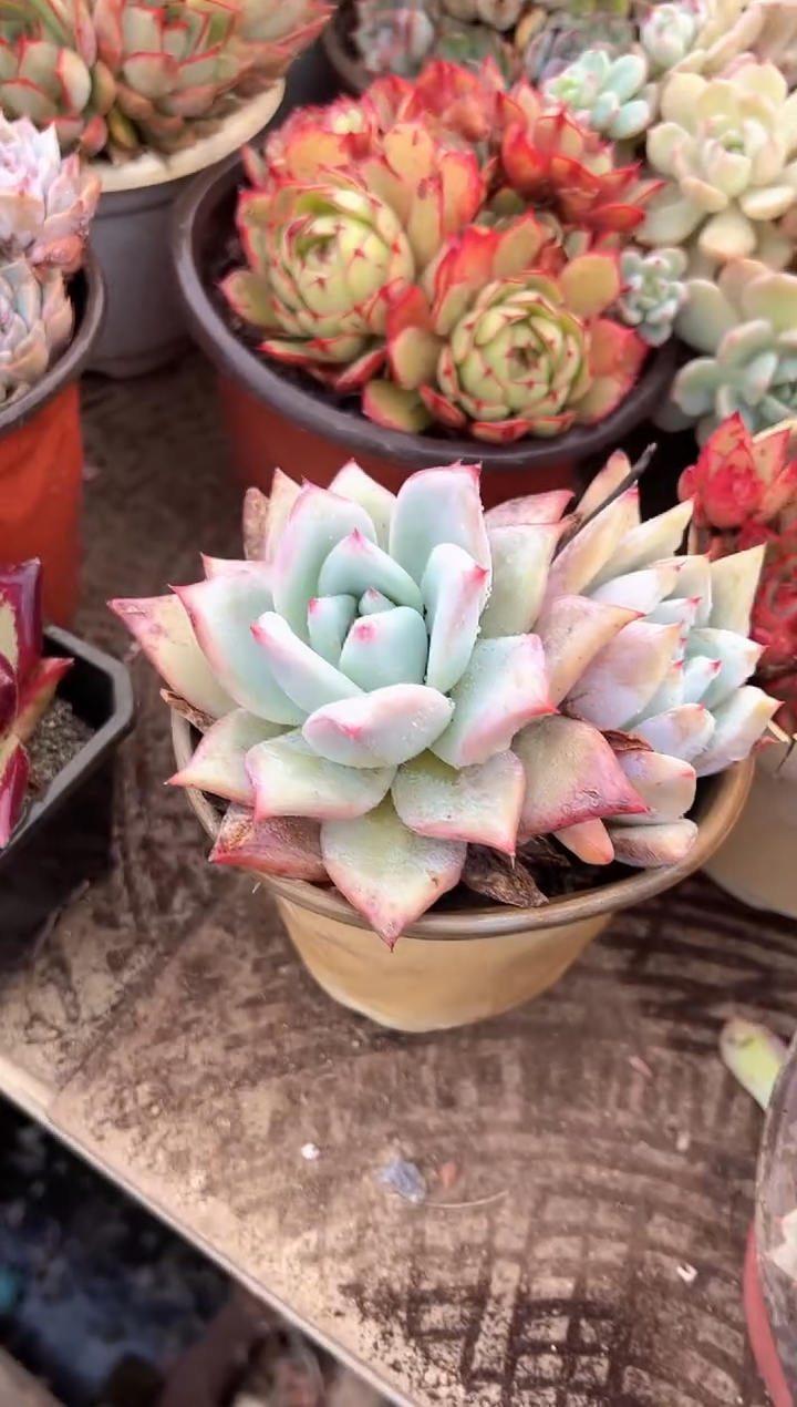 星*多肉植物一物一拍23364