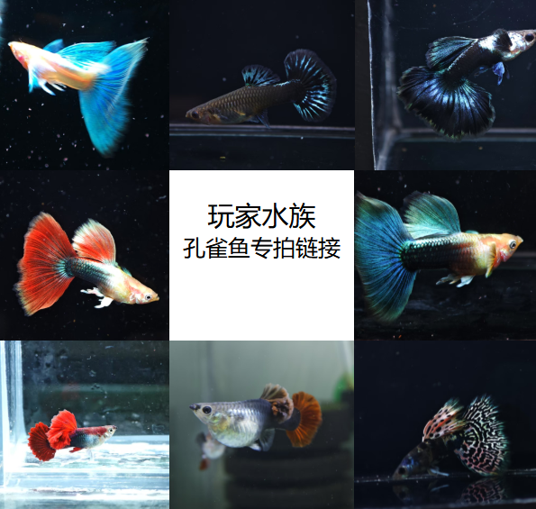 直播间精品孔雀鱼专用无完整开箱视频不报损鱼出现状态问题勿拆袋