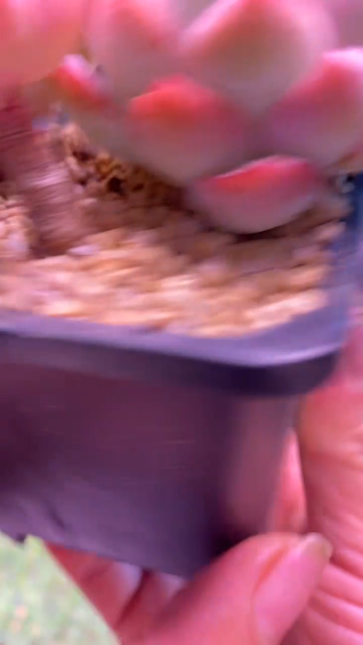 0332《满28包邮发货》