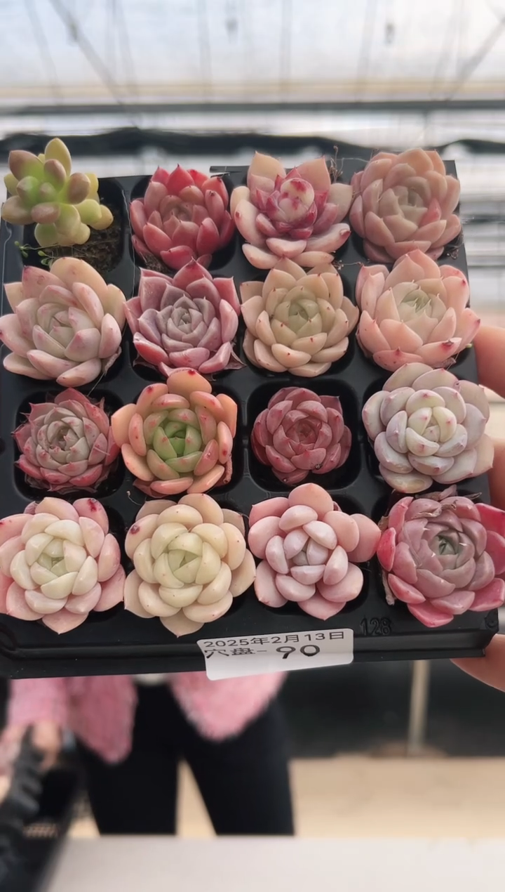 【闪购商品】穴盘-90