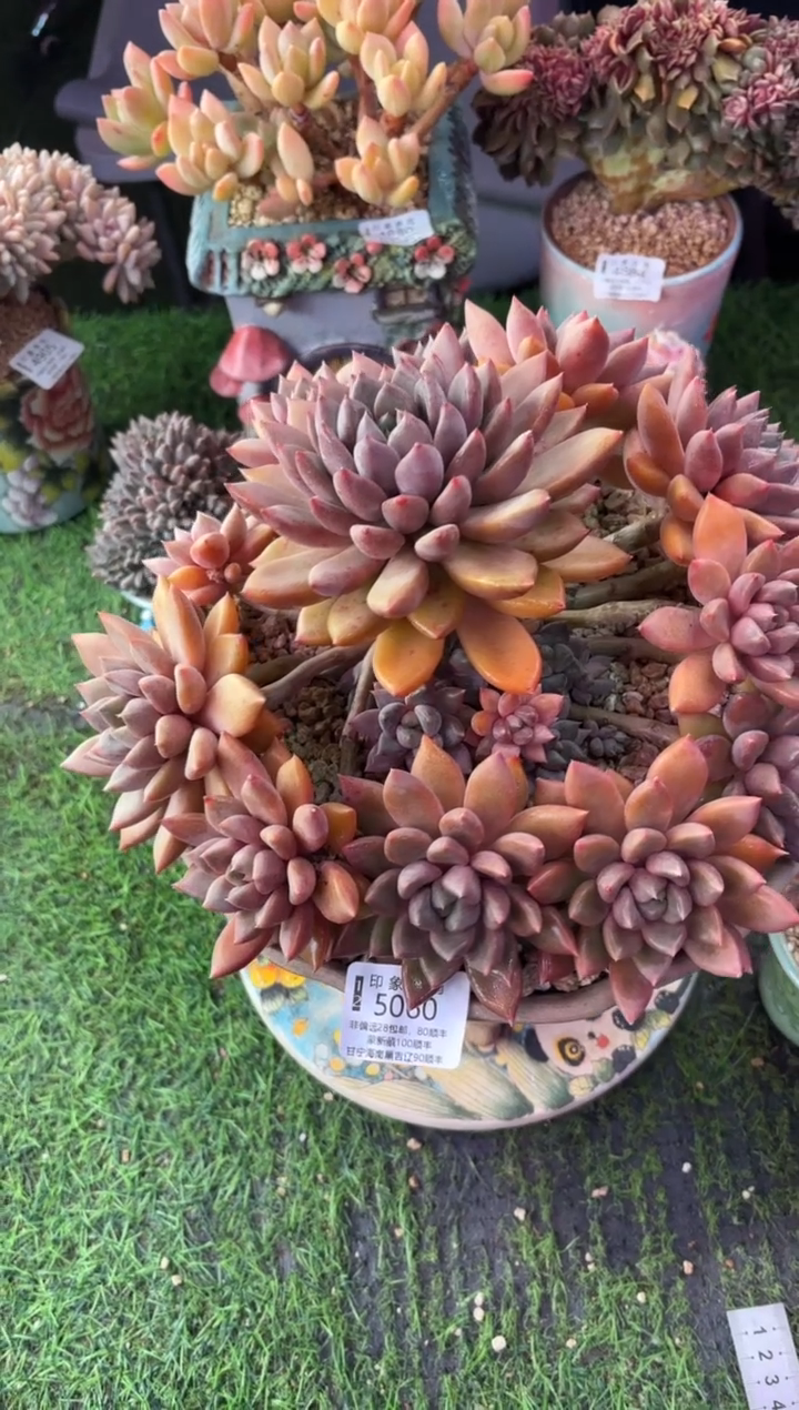 昆明印象多肉5060