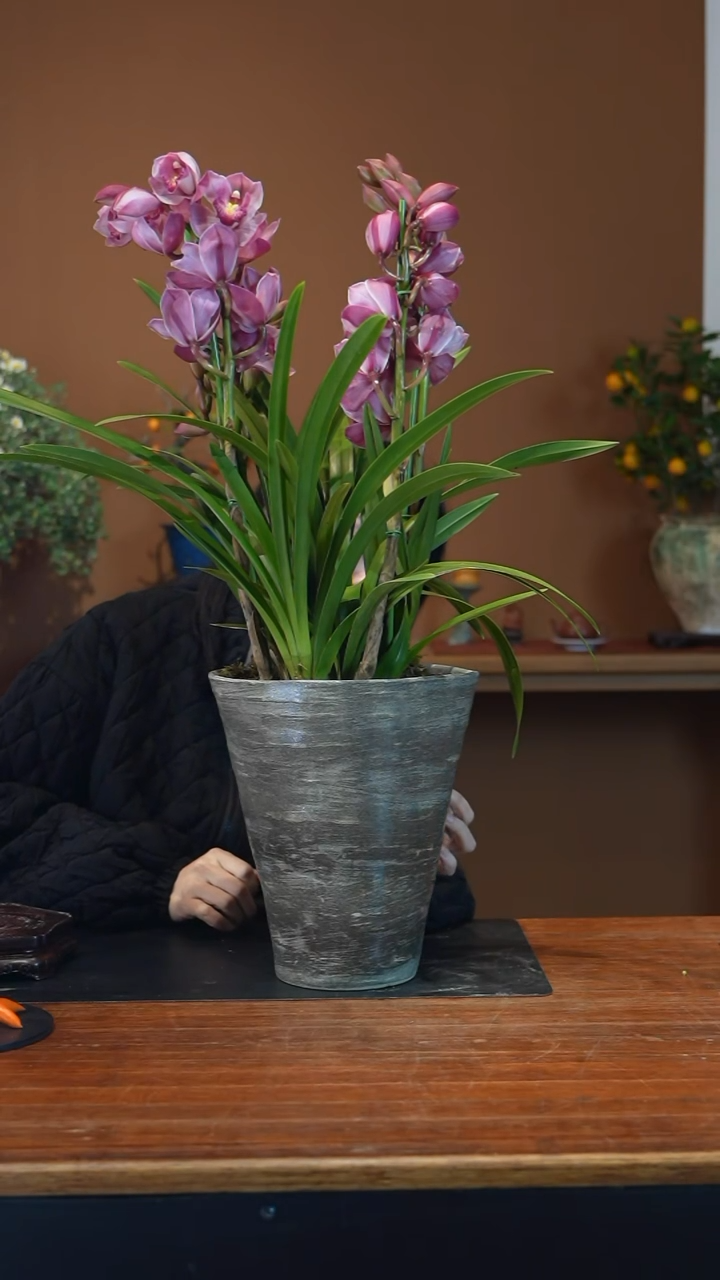 全部花朵贝*粉黛盆景盆景盆景